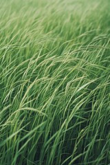 Obraz premium A serene scene of a lush green grass field with a clear blue sky in the background, perfect for outdoor or nature-themed projects