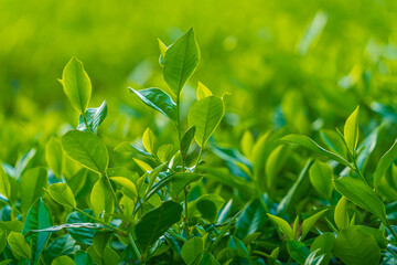 Natural green leaves plants using as spring background cover page environment ecology or greenery...