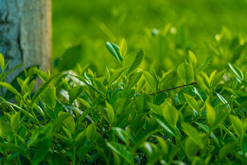 Natural green leaves plants using as spring background cover page environment ecology or greenery wallpaper. Nature of green leaf in garden at summer.