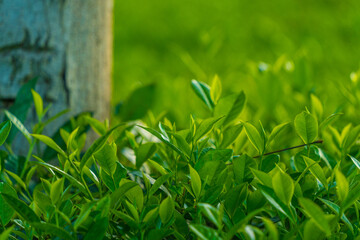 Natural green leaves plants using as spring background cover page environment ecology or greenery...