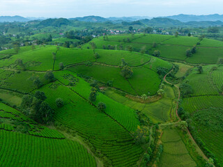 Fototapeta premium Aerial view of Long Coc tea hills, Phu Tho province, Vietnam. Beautiful green tea plantation in Vietnam. Nature background.