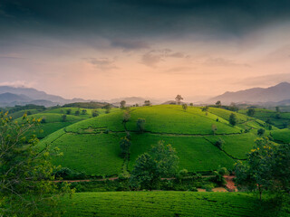 Aerial view of Long Coc tea hills, Phu Tho province, Vietnam. Beautiful green tea plantation in Vietnam. Nature background.