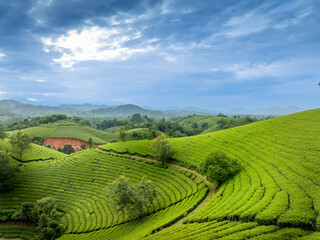 Obraz premium Aerial view of Long Coc tea hills, Phu Tho province, Vietnam. Beautiful green tea plantation in Vietnam. Nature background.