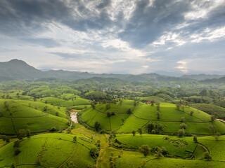 Obraz premium Aerial view of Long Coc tea hills, Phu Tho province, Vietnam. Beautiful green tea plantation in Vietnam. Nature background.