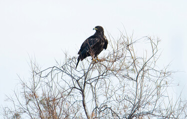 Golden eagle - bird of prey perching