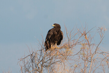 Golden eagle - bird of prey perching