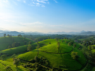 Aerial view of Long Coc tea hills, Phu Tho province, Vietnam. Beautiful green tea plantation in Vietnam. Nature background.