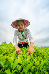 An ethnic Muong woman harvesting green tea on Long Coc tea hill, Phu Tho province, Vietnam