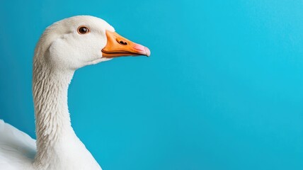 Naklejka premium Close-up of white goose against blue background