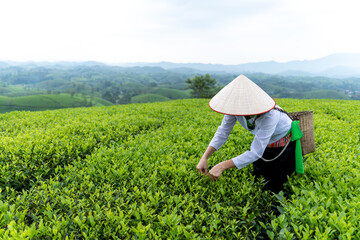 An ethnic Muong woman harvesting green tea on Long Coc tea hill, Phu Tho province, Vietnam