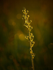 Orchid (listera ovata) in morning light