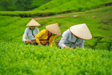 An ethnic Muong woman harvesting green tea on Long Coc tea hill, Phu Tho province, Vietnam