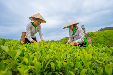 An ethnic Muong woman harvesting green tea on Long Coc tea hill, Phu Tho province, Vietnam