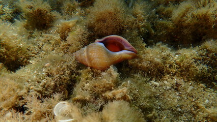 Sea snail horn whelk or spindle euthria whelk (Euthria cornea) undersea, Aegean Sea, Greece,...