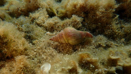 Sea snail horn whelk or spindle euthria whelk (Euthria cornea) undersea, Aegean Sea, Greece, Halkidiki, Kakoudia beach