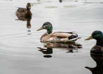 Mallard ducks swimming on a tranquil lake.