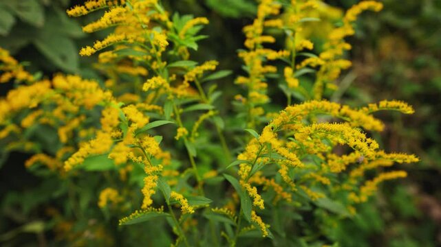 Canadian goldenrod. Solidago canadensis or brendiae is an ornamental perennial herb.