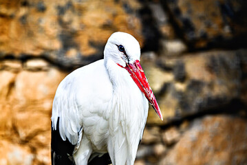Close-up of a stork with its elegance and white plumage