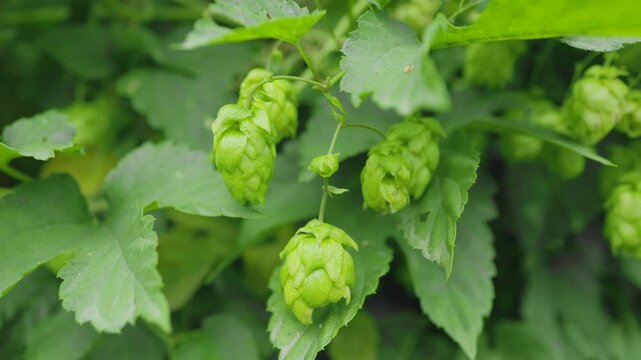 Detail of green fresh hops for making beer in the field.