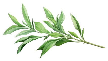 Obraz premium PNG Tarragon herb herbs plant leaf.