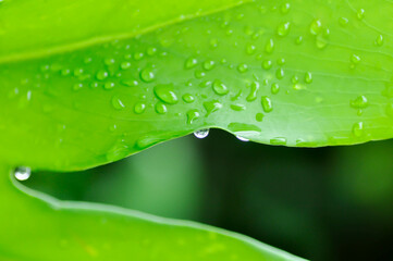 Monstera, Hurricane plant or Swiss cheese plant