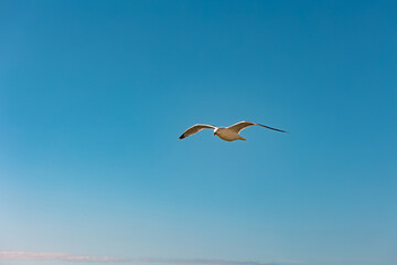 Front view of a flying seagull above the North Sea. Blue sky, nature, wildlife theme, wing, feather, water bird. Blue sky over the North Sea