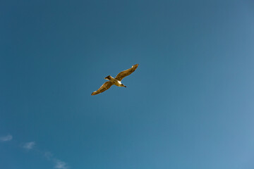 A single flying seagull from a low angle under a blue sky. Nature, wildlife theme, wing, feather, water bird. Blue sky over the North Sea