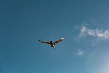 Seagull against blue sky with few clouds. Nature, wildlife theme, wings, feathers, water bird. Blue sky over the North Sea