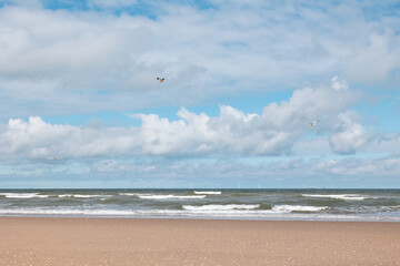 Flying seagulls at the beach. The rNorht Sea, nature, Scheveningen, The Hague, Netherlands.