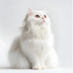 Fluffy White Persian Cat Sitting on White Background
