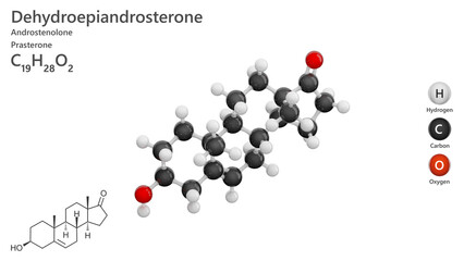 Prasterone or DHEA. A detailed model of molecule. Molecular formula: C19H28O2. Chemical model: Ball and Stick. Steroid hormone. White background. 3d illustration