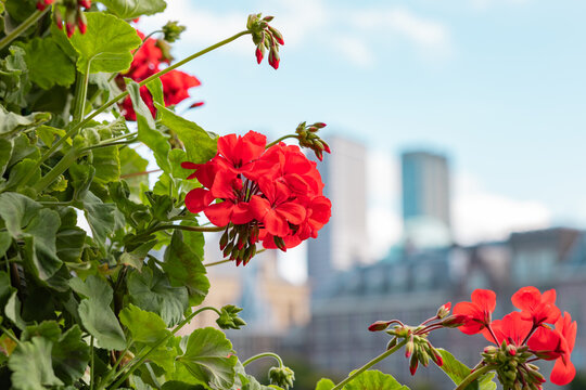 Red geranium, blurred cityscape of The Hague in the background. Outdoors, city, historic buildings and skyscappers, travel destination.