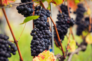 Close-up blue grapes, ripe and ready to harvest. Assmanshausen, Rheingau in Germany. Vineyard, steep slope, wine farmland.