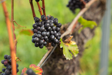 Close-up blue grapes, ripe and ready to harvest. Assmanshausen, Rheingau in Germany. Vineyard, steep slope, wine farmland.