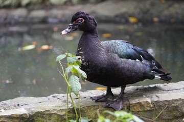 The Muscovy duck (Cairina moschata) is a large duck native to the Americas, from the Rio Grande Valley of Texas and Mexico south to Argentina and Uruguay. 