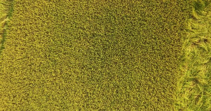 A view from above of golden-yellow rice fields planted in terraced rows. At harvest time, farmers bow their heads to harvest the rice. The sunlight shines on the golden rice stalks. rice field