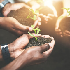 People, together and hands with sprout in soil for sustainability, eco friendly charity project and climate change. NGO volunteer team, plant growth and ecology outdoor for environment responsibility