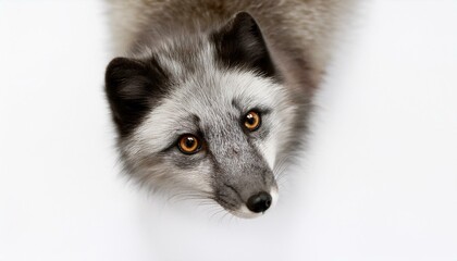 Arctic Fox on White