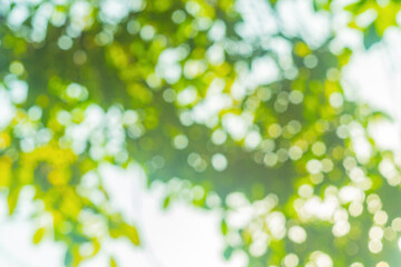 Blurred defocus yellow, green background of a vegetative environment. Designed for an abstract backdrop in artworks to create an atmosphere of being in a natural space next to trees.