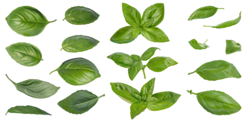 Set of spring leaves and green basil tops in different positions and angles on isolated transparent background. No shadow.  Mediterranean herbs and spices, cooking, vitamins, diet. Cut out. PNG