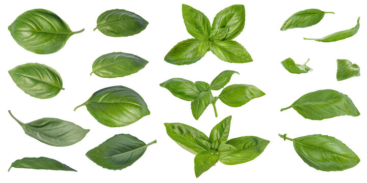 Set of spring leaves and green basil tops in different positions and angles on isolated transparent background. No shadow.  Mediterranean herbs and spices, cooking, vitamins, diet. Cut out. PNG