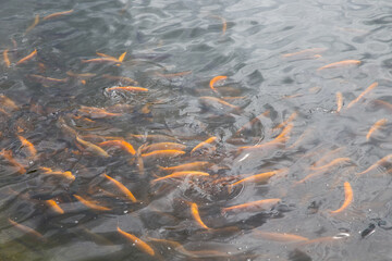 Trout farm, fish swimming in a lake