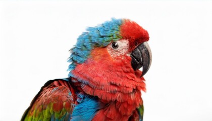 Parrot whole body on White 