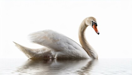 mute swan cygnus olor