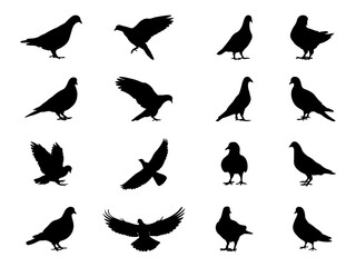 Set of Pigeon Silhouette in various poses isolated on white background