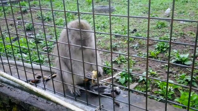 4k Shoot monkey in zoo cage, wild animal life