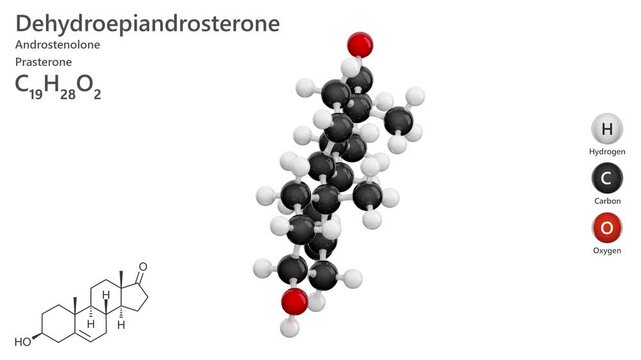 Prasterone or DHEA. Animated 3d model of molecule. Molecular formula: C19H28O2. Chemical model: Ball and Stick. Steroid hormone. White background. 3D rendering. Seamless loop