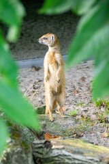Portrait of meerkat standing on hind legs with alert expression.