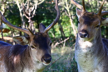 close-up of two fallow deer with antlers looking at the camera