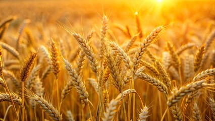 Fototapeta premium Golden Wheat Stalks Bathed in the Warm Glow of the Setting Sun